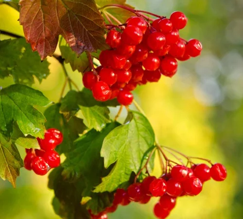 Саджанці калини Марія - фото № 1