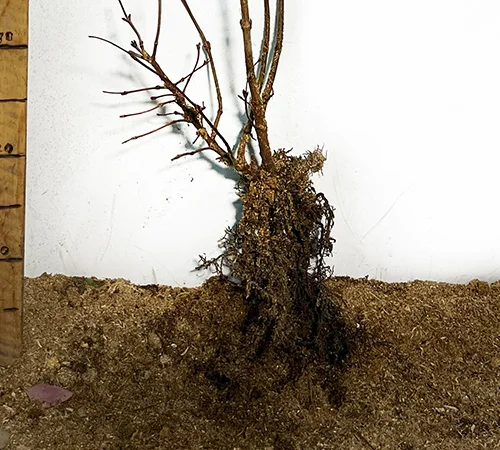 Саджанці калини Марія - фото № 3