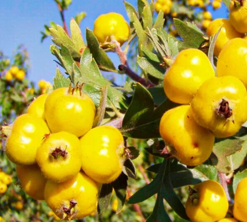 Саджанці глоду Злато - фото № 1