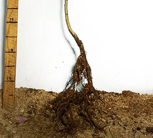 Саджанці глоду Злато - фото № 3