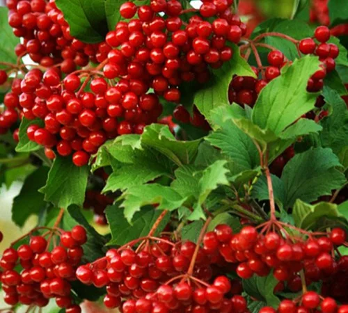 Саджанці калини Захід Сонця - фото № 1