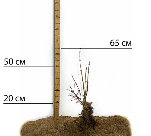 Саджанці калини Захід Сонця - фото № 2