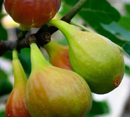 Саджанці інжиру Далматський Білий - фото № 1