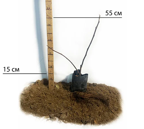 Саджанці інжиру Далматський Білий - фото № 2