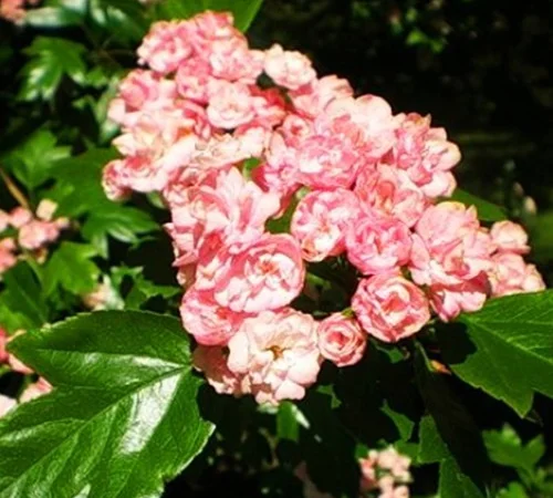 Саджанці глоду Тобо - фото № 1