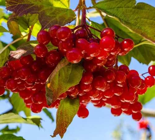 Саджанці калини Червоне Гроно - фото № 1