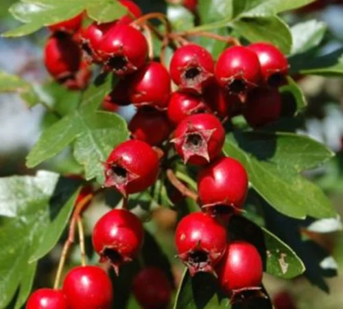 Саджанці глоду Червоний - фото № 1