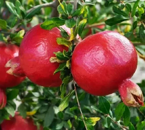 Саджанці гранату Нікітський Ранній - фото № 1