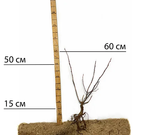 Саджанці ірги Смоукі - 1-річний - фото № 1