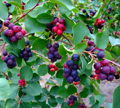 Саджанці ірги Смоукі - 1-річний - фото № 2