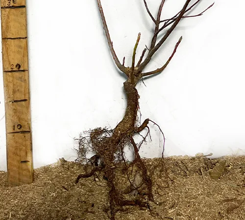 Саджанці ірги Смоукі - 1-річний - фото № 3