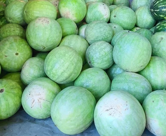 Насіння кавуна Чумак – середньостиглий сорт - фото № 1