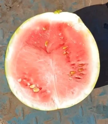 Насіння кавуна Чумак – середньостиглий сорт - фото № 2