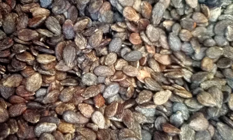 Продается семена арбуза ау продюсер F2 по 1500 грн за кг и белый цельнолистный по 1000 грн за кг - фото № 1