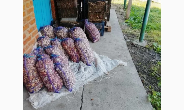 Цибуля сіянка-(тиканка). Урожаю 2025 року.шукає добрих господарів - фото № 4