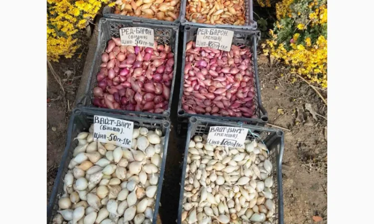 Цибуля сіянка-(тиканка). Урожаю 2025 року.шукає добрих господарів - фото № 1