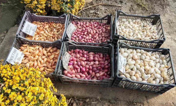 Цибуля сіянка-(тиканка). Урожаю 2025 року.шукає добрих господарів - фото № 2