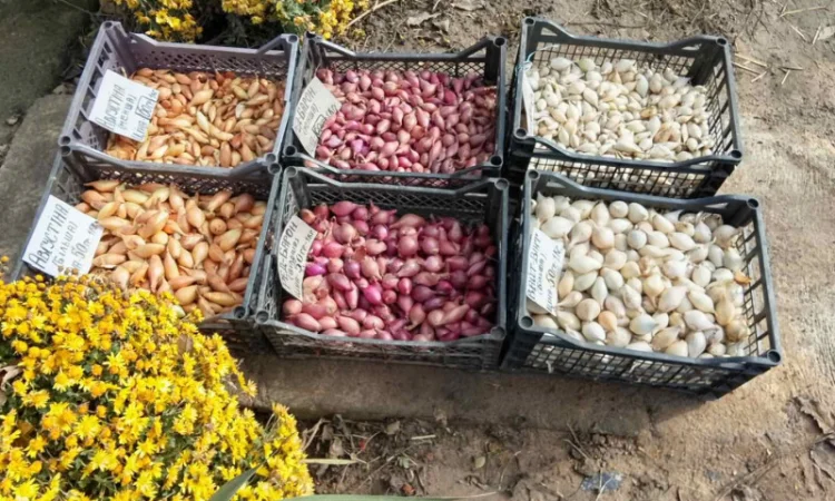 Цибуля сіянка-(тиканка). Урожаю 2025 року.шукає добрих господарів - фото № 3