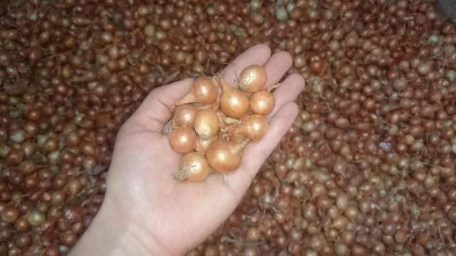 Продам СЕВОК арпаж - фото № 1