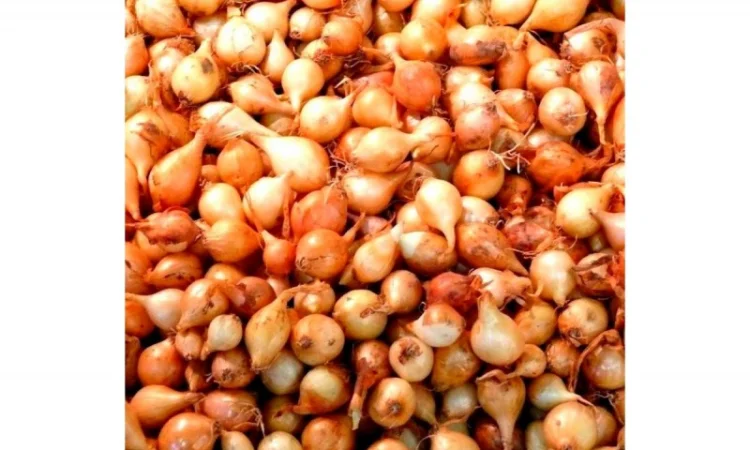 Продам СЕВОК арпаж - фото № 2