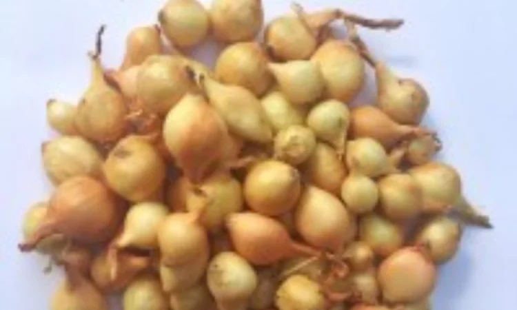 Продам цибуля сорт штутгарт насінняПродам цибуля сорт штутгарт насіння - фото № 1