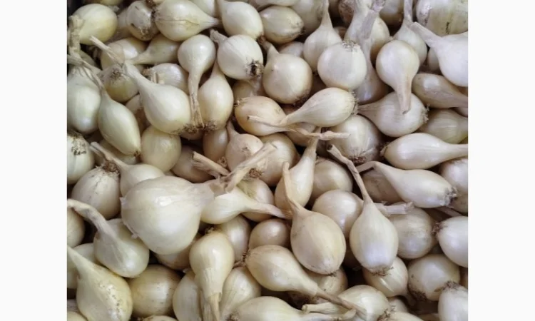 Продам цибулю кущову білу - фото № 1