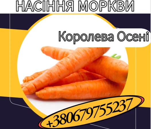 Насіння моркви Королева Осені – поздний сорт - фото № 1