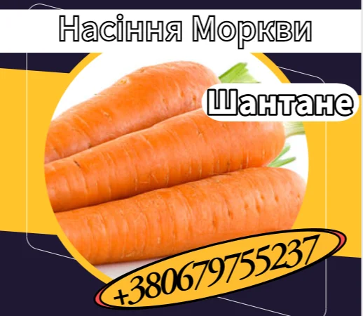Насіння Моркви Шантане. Насіння Моркви - фото № 1