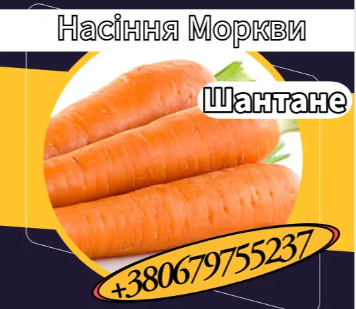 Насіння Моркви Шантане. Насіння Моркви - фото № 1