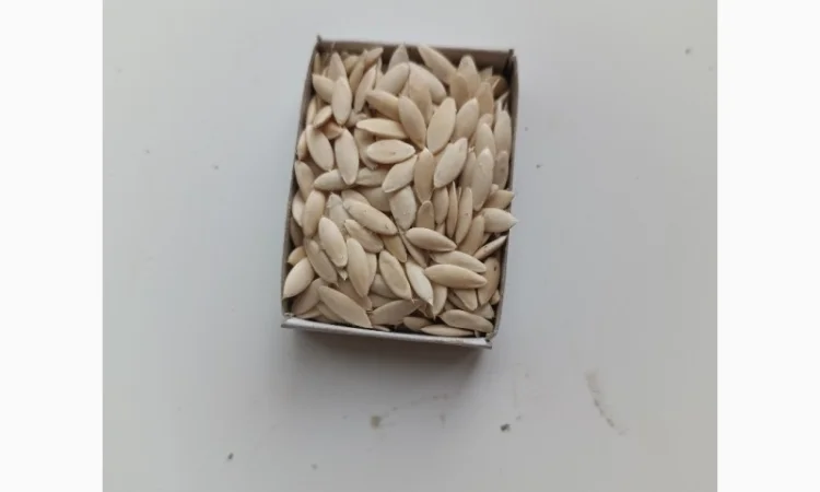 Насіння огірків - фото № 1