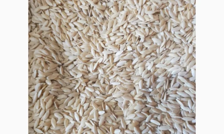 Насіння огірків - фото № 2