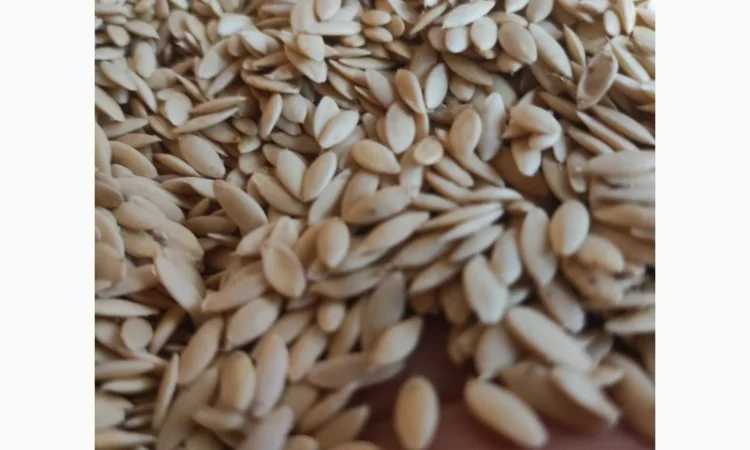 Насіння огірків - фото № 3