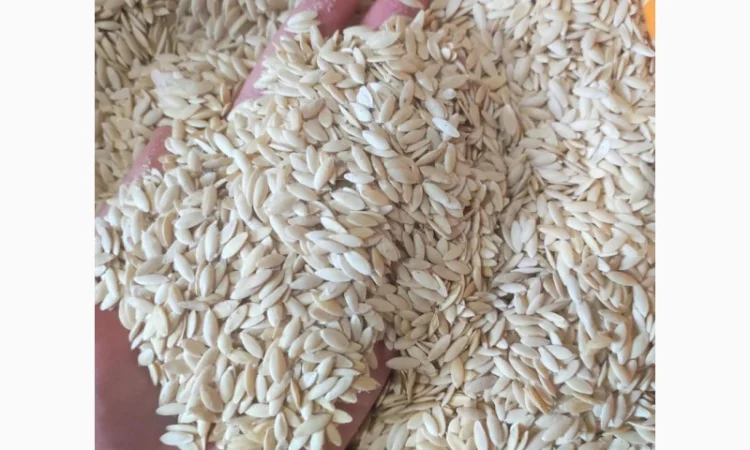 Насіння огірків - фото № 4