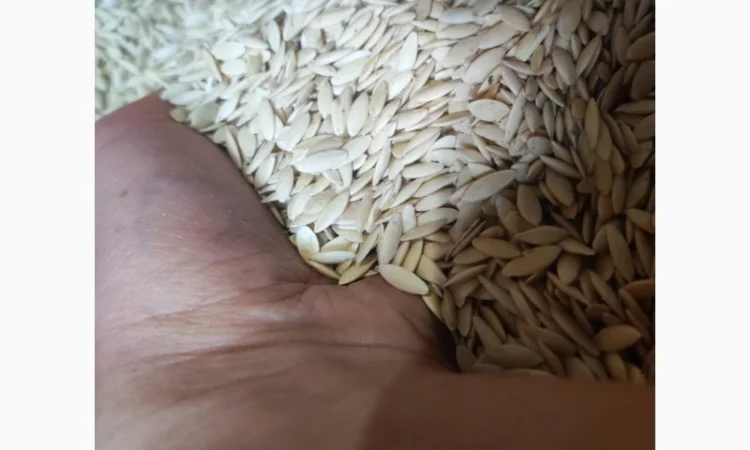 Насіння огірків - фото № 5