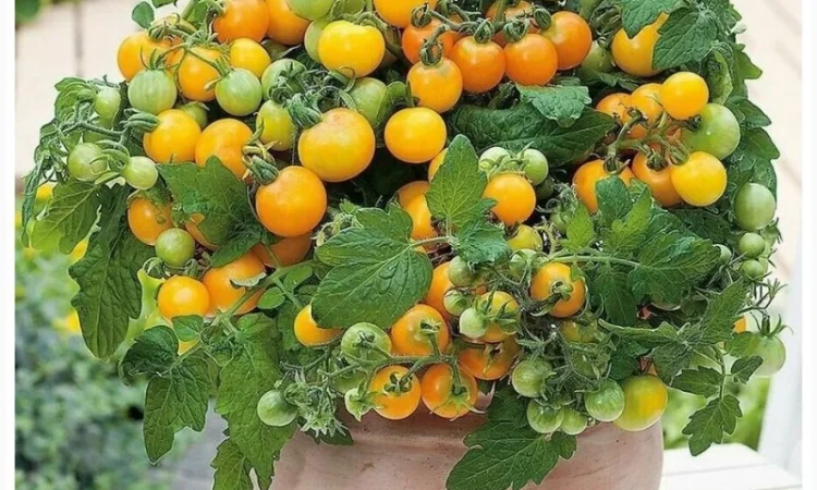 Томат кімнатний сорту Жовтий пінокіо (насіння) - фото № 1