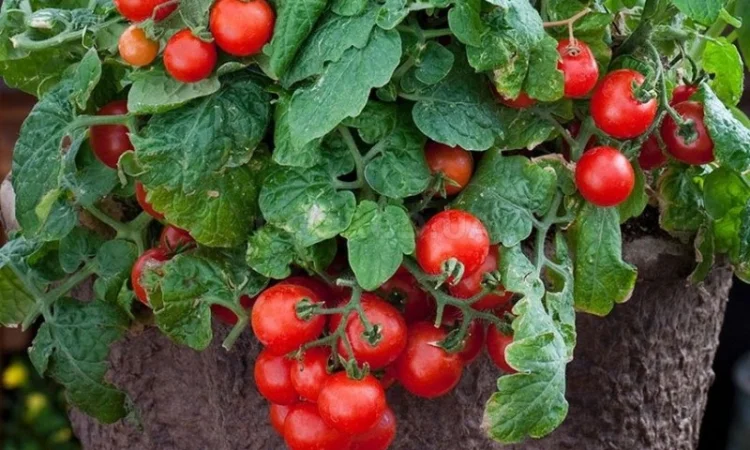 Томат кімнатний сорту Перлина (насіння) - фото № 1