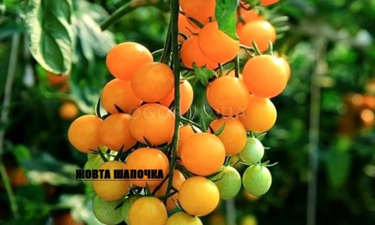 Томат кімнатний сорту Жовта шапочка (насіння) - фото № 1