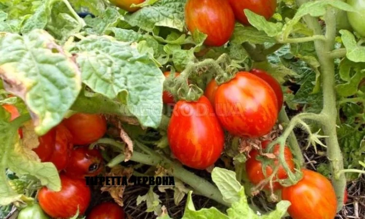 Томат кімнатний сорту Тігретта червона (насіння) - фото № 1