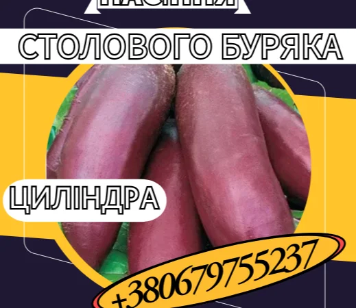 Насіння столового буряка Циліндра – высоковрожайний сорт - фото № 1