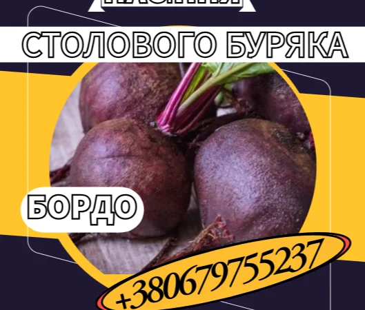 Насіння столового буряка Бордо - високоврожайний сорт - фото № 1