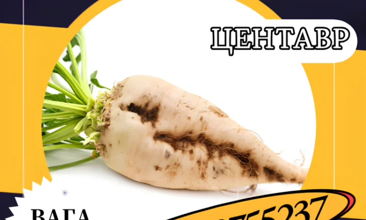 Кормовий буряк Центавр (20 кг) - високий урожай - фото № 1