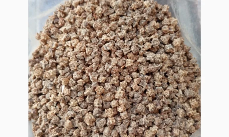 Семена кормової буряків різних сортів - фото № 1