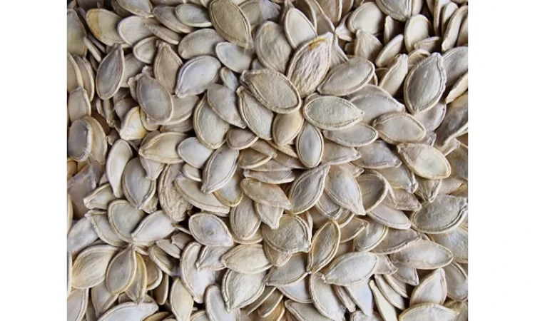 Продается семена тыквы оптом - фото № 1