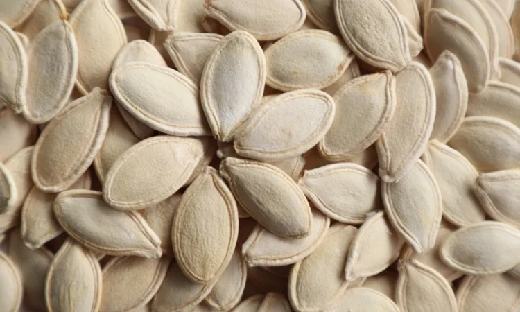 Продаж насіння гарбуза - фото № 1