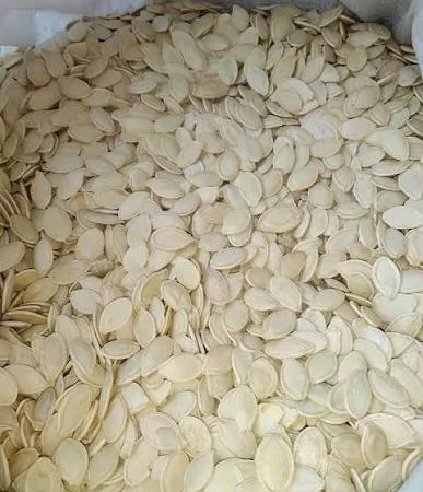 Продается семена тыквы украинская многоплодная - фото № 1