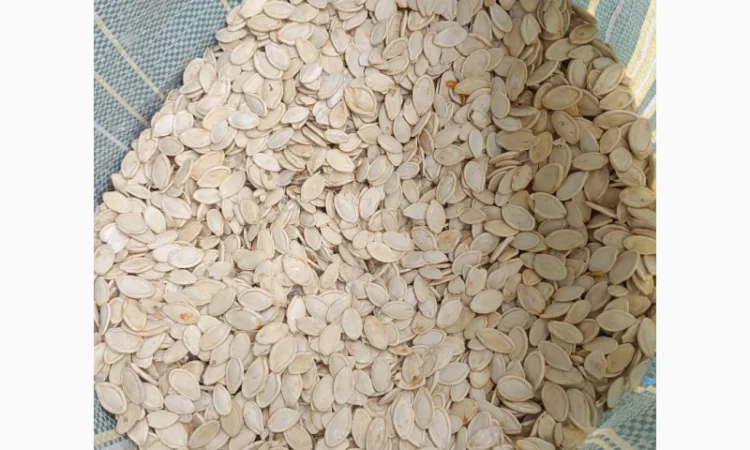 Продается семена тыквы сортов Турка, Данка-Полька и украинский многоплодный - фото № 1