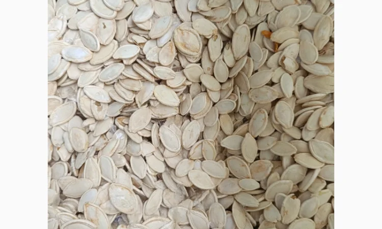 Продается семена тыквы сортов Турка, Данка-Полька и украинский многоплодный - фото № 2