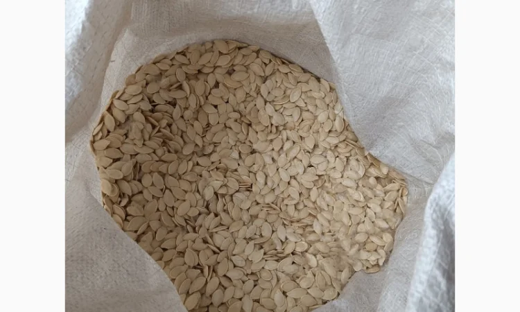 Продается семена тыквы сортов Турка, Данка-Полька и украинский многоплодный - фото № 3