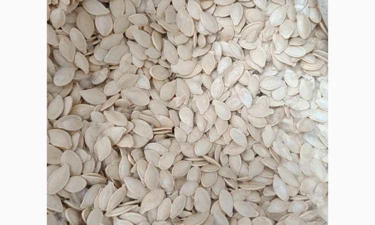 Продается семена тыквы сортов Турка, Данка-Полька и украинский многоплодный - фото № 4