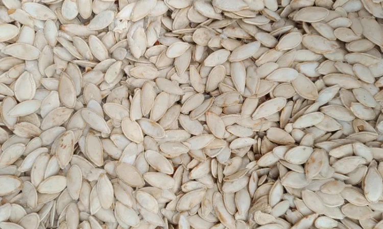 Продается семена тыквы сортов Турка, Данка-Полька и украинский многоплодный - фото № 5